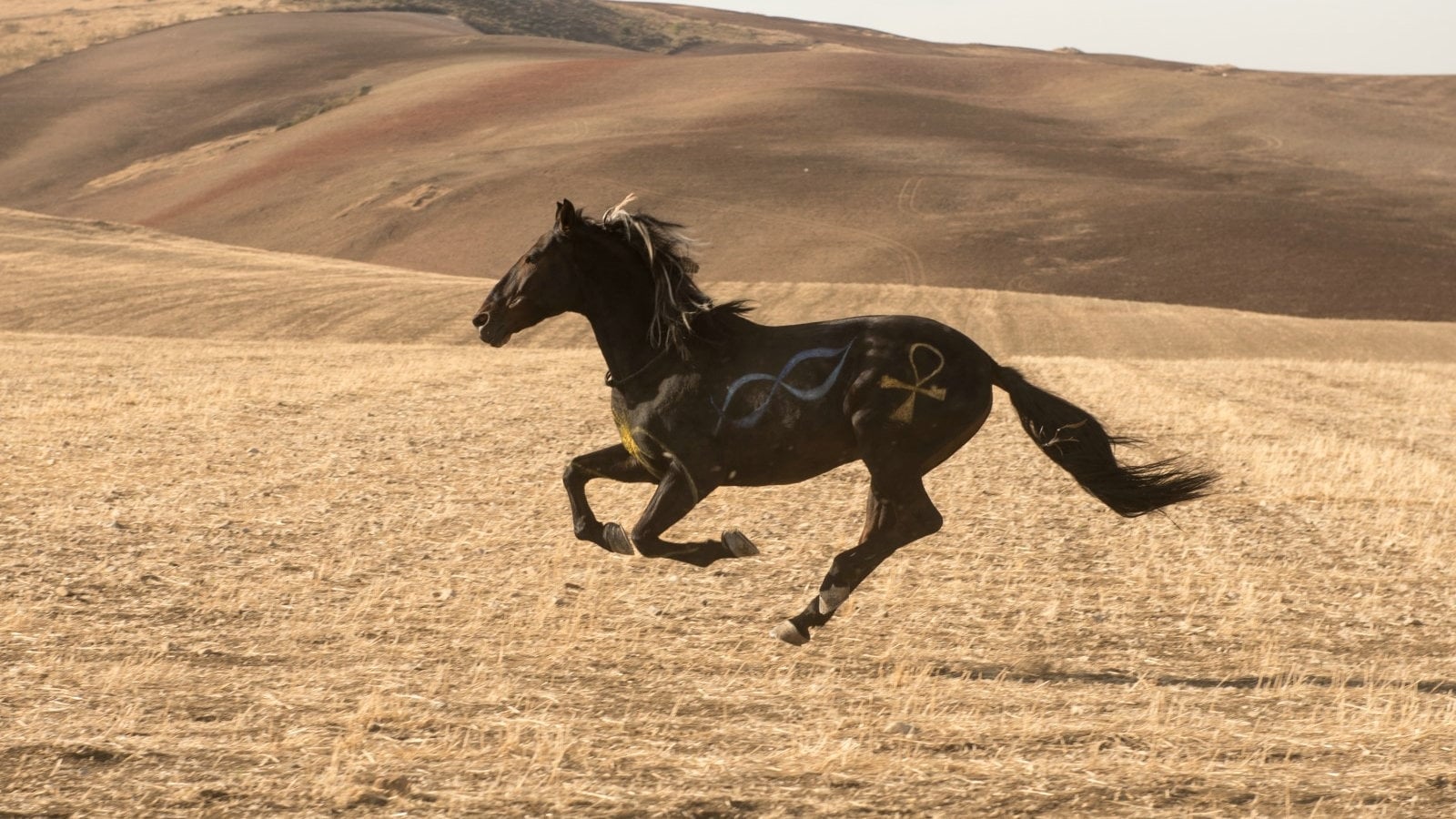 Wicher – dzikie konie