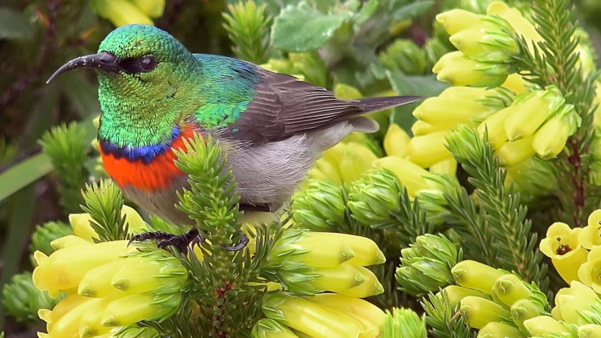Great Parks of Africa S02E01 backdrop