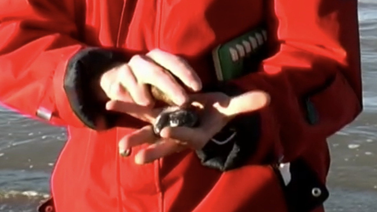 Charles Hayward Recorded