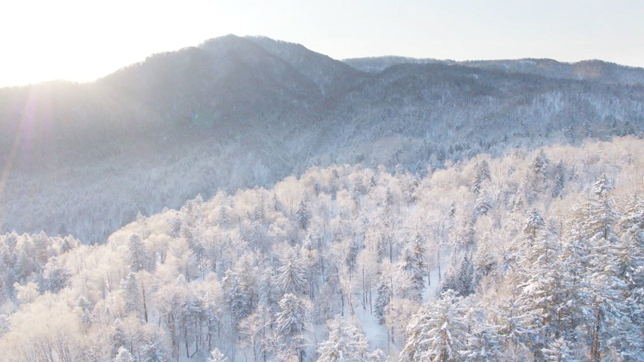 Wild Hokkaido!