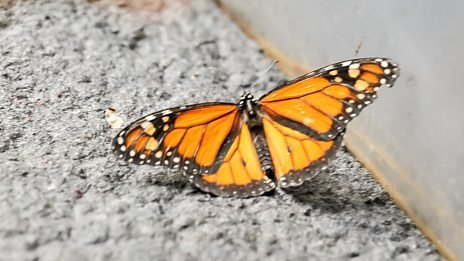 Thumbnail for Wildebeest and Monarch Butterfly Season 1 Episode 19