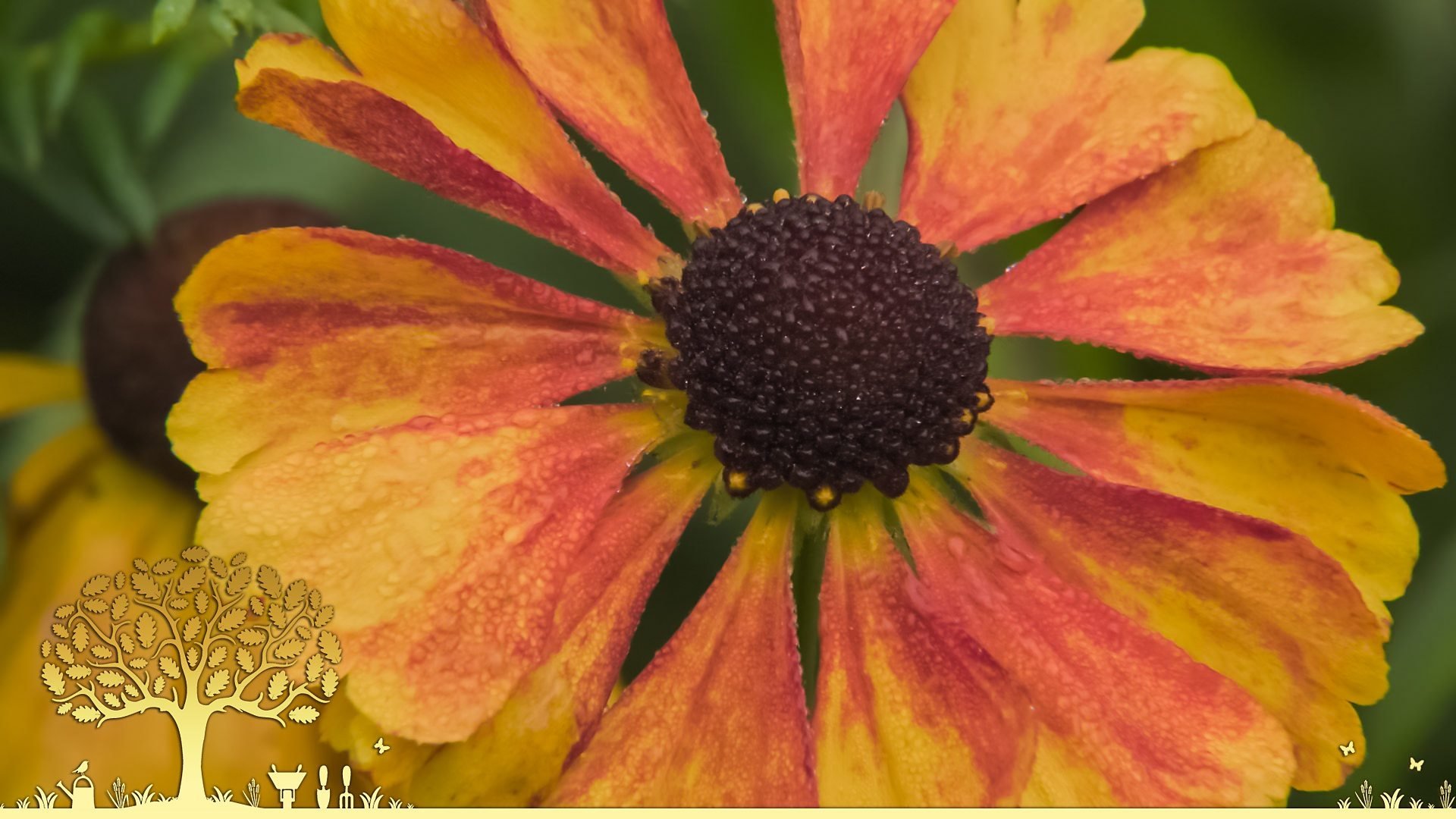 Gardeners' World 54x24