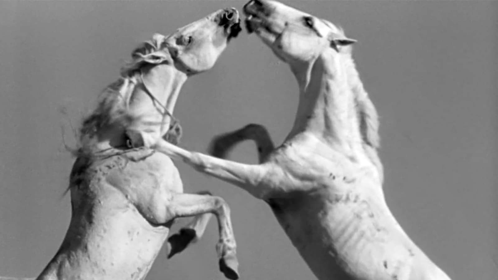 Crin blanc: Le cheval sauvage