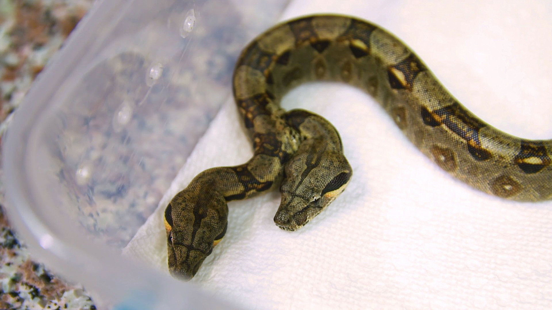 Dr. K's Exotic Animal ER S05E01 backdrop