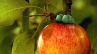 Minuscule - Pomme d'amour