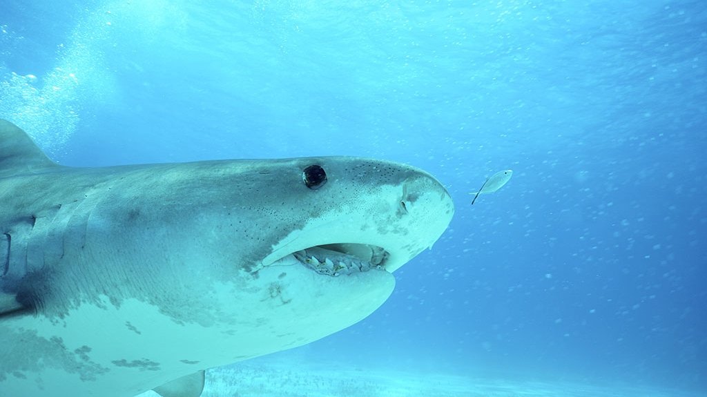 +/- 5 mètres - Plonger avec les requins