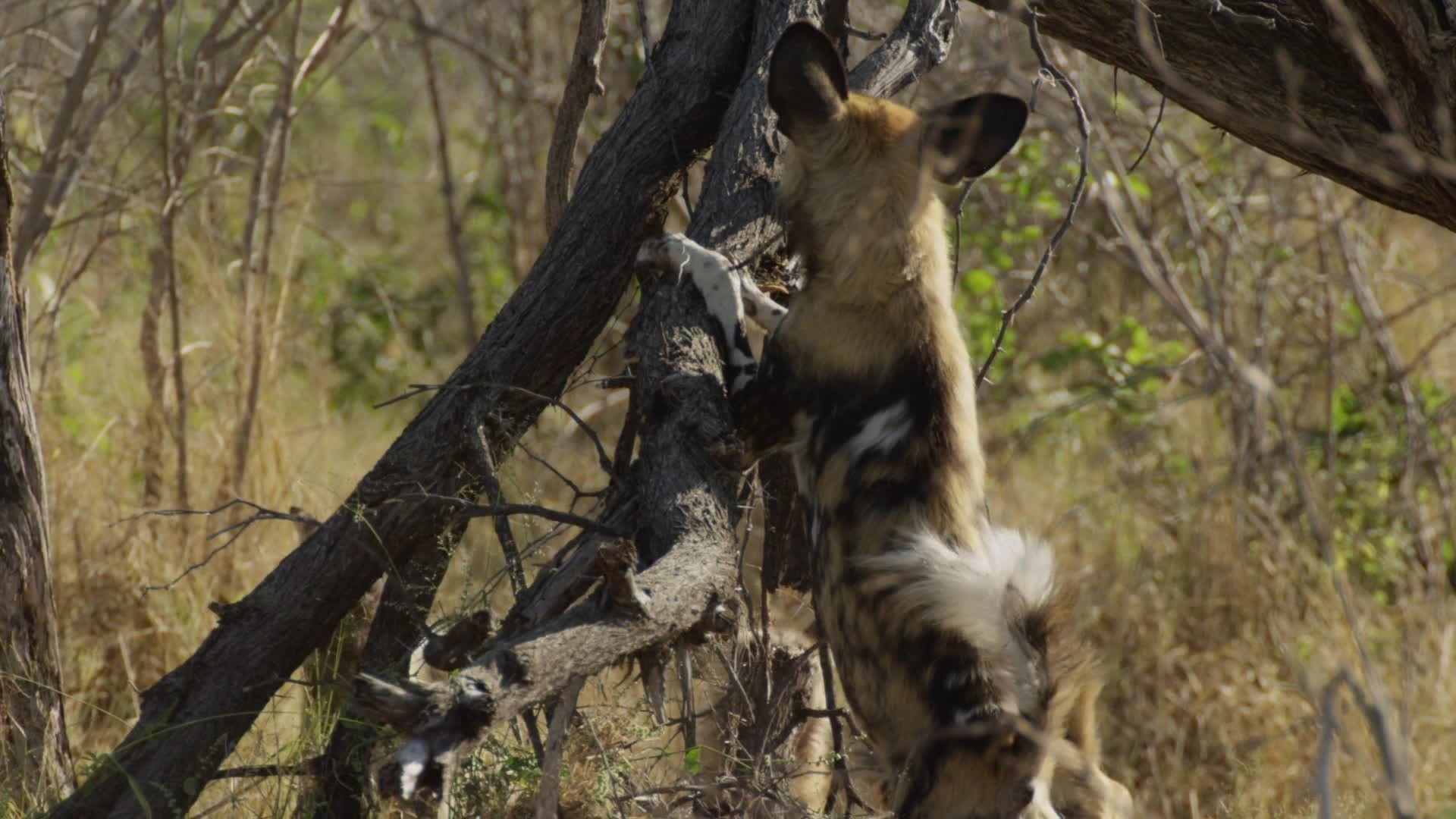 Africa's Deadliest