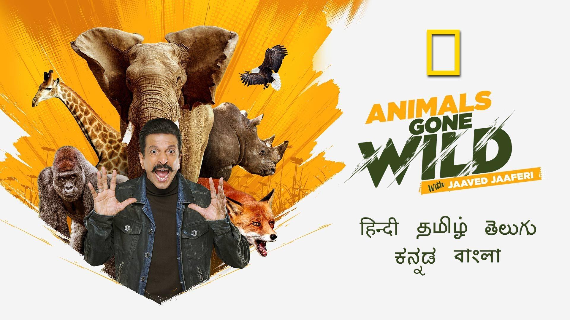 Animals Gone Wild With Jaaved Jaaferi S01 2021 NatGeo Web Series Hindi HS WebRip All Episodes 60mb 480p 200mb 720p 500mb 1080p