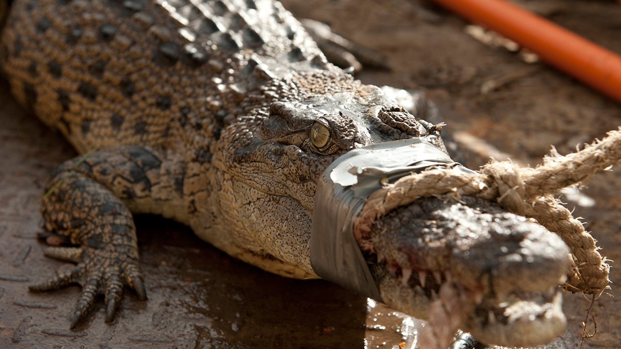 Croc College - Épisode 2