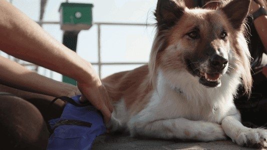 The Wizard of Paws 2x5