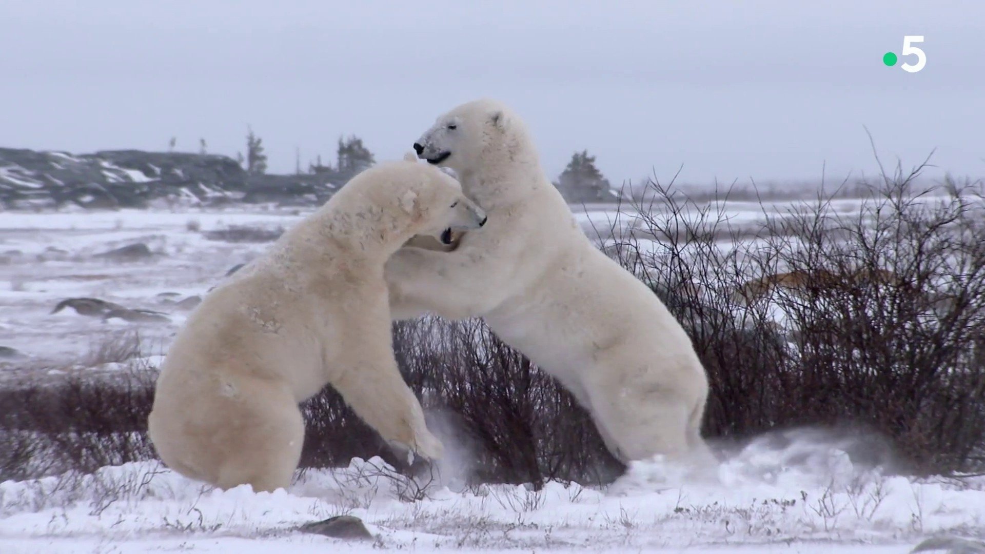 L'homme qui aimait les ours