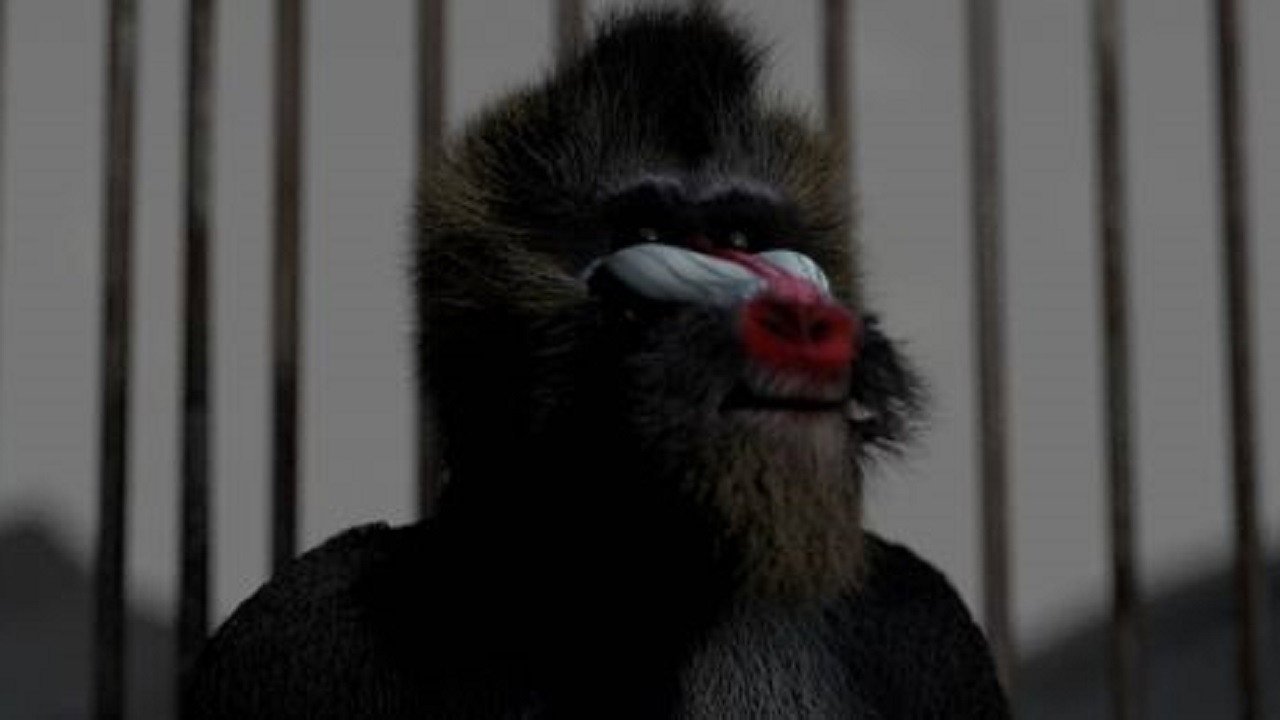 Ulysses Backdrop Blur