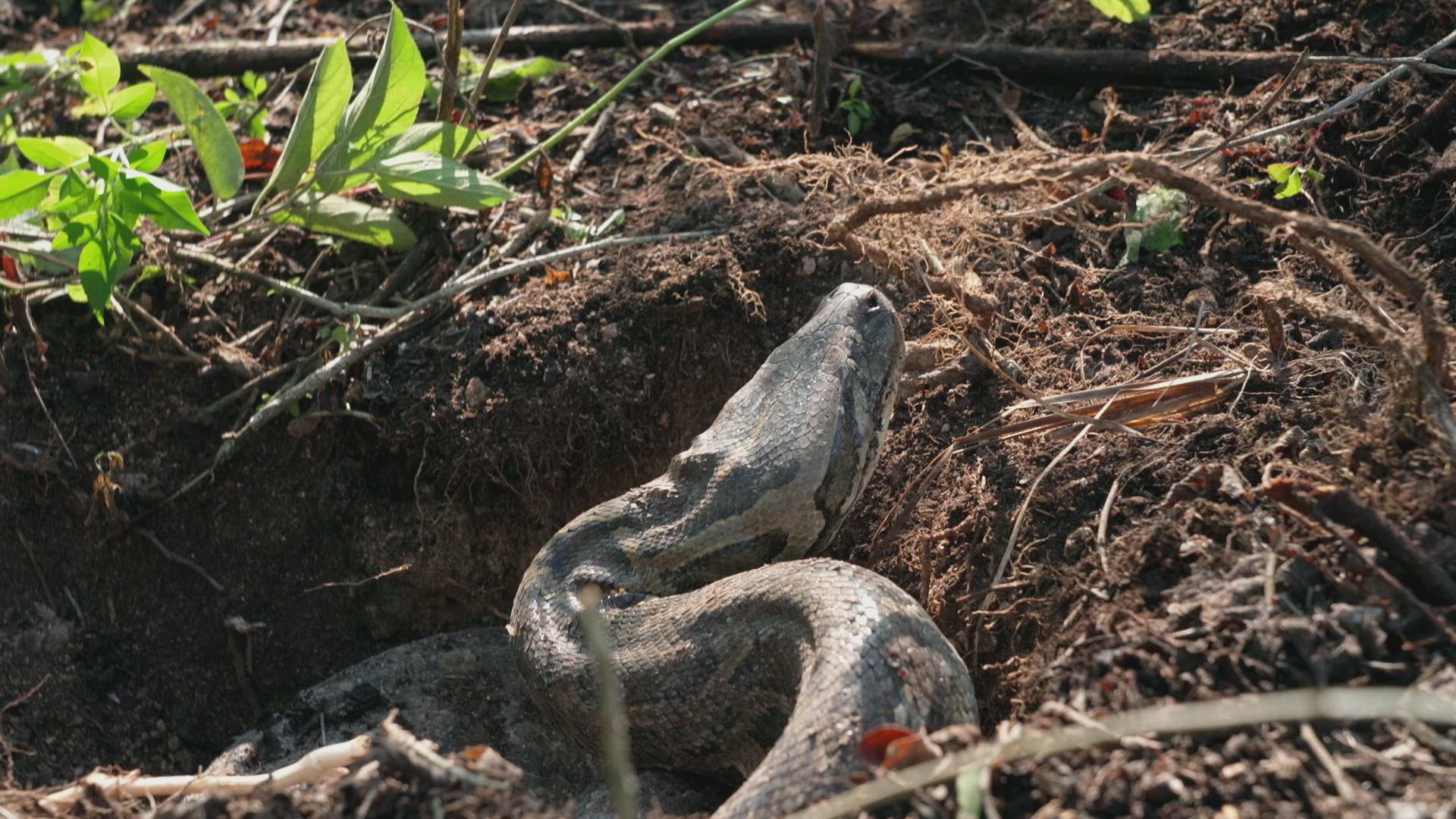Swamp People: Serpent Invasion S04E02 backdrop