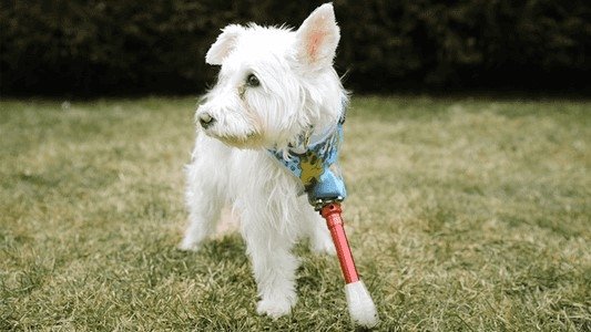 The Wizard of Paws 4x3