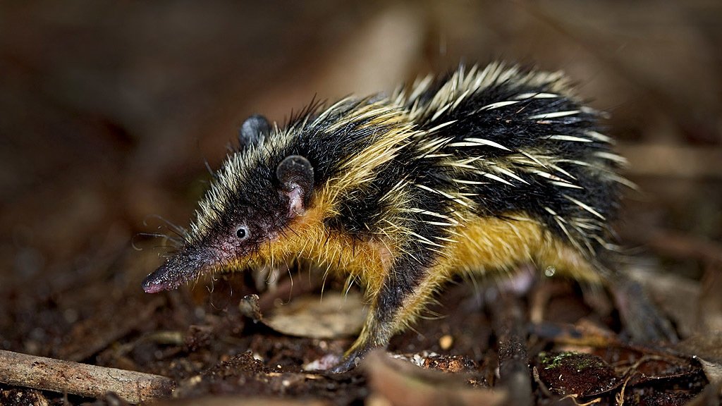 Madagascar, le monde perdu - Des paradis perdus