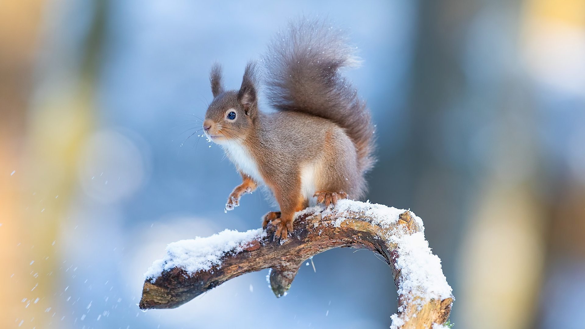 Winterwatch
