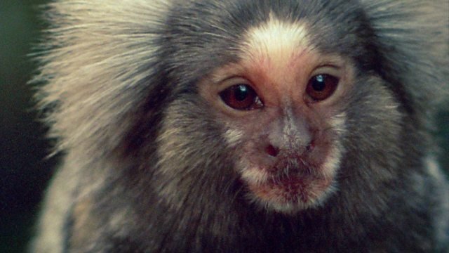 Life on Earth - La vie dans les arbres