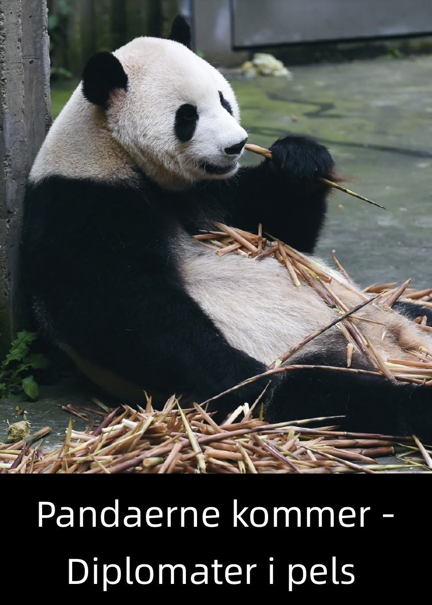 Pandaerne kommer - Diplomater i pels (2019)