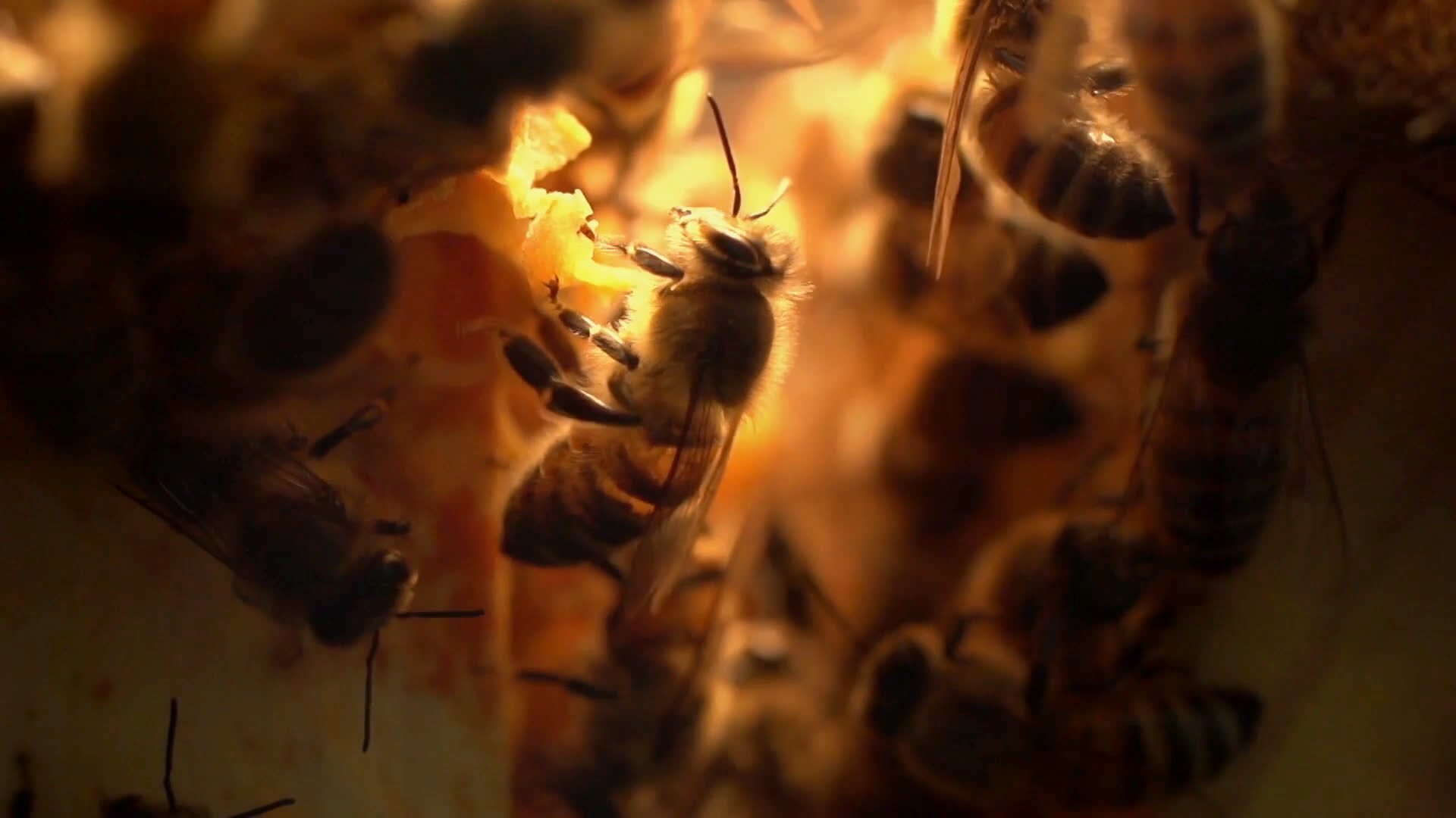 Imagem do Filme Une passion d'or et de feu