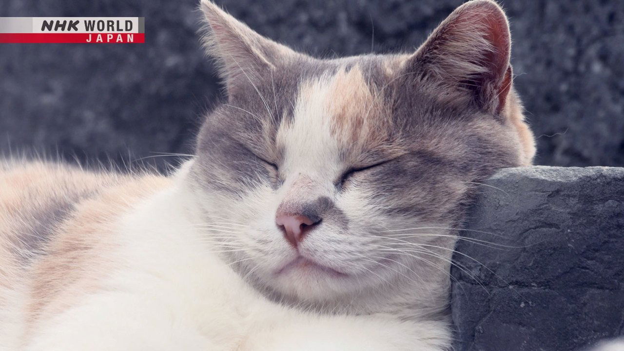 A Cat's-Eye View of Japan - Épisode 19