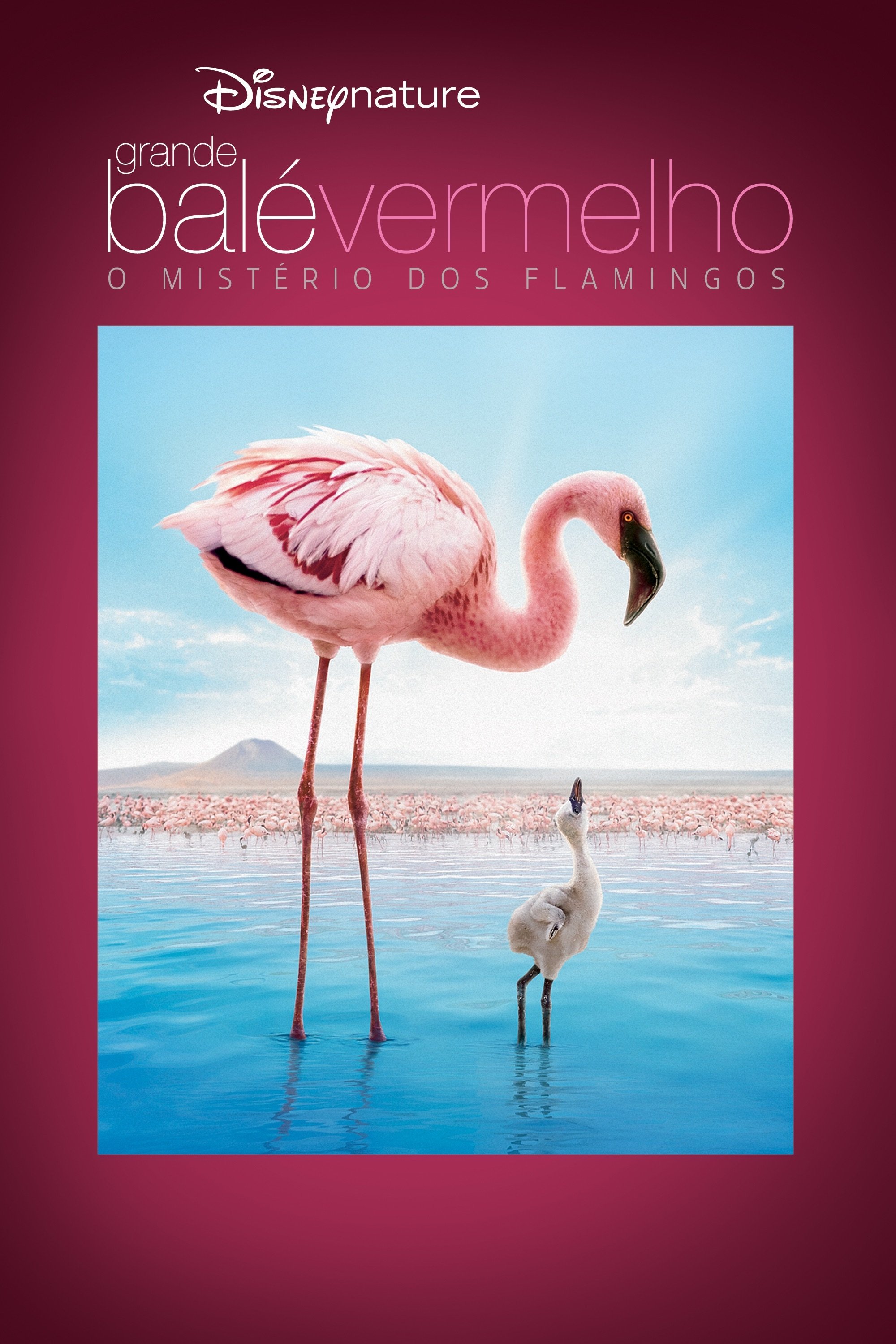 Grande Balé Vermelho: O Mistério dos Flamingos Grande Balé Vermelho: O Mistério dos Flamingos