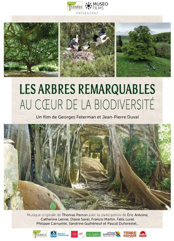 Les arbres remarquables au cœur de la biodiversité