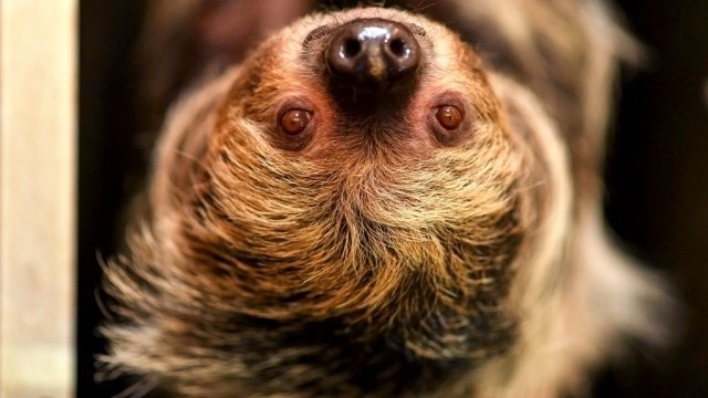 The Secret Life of the Zoo - Épisode 3