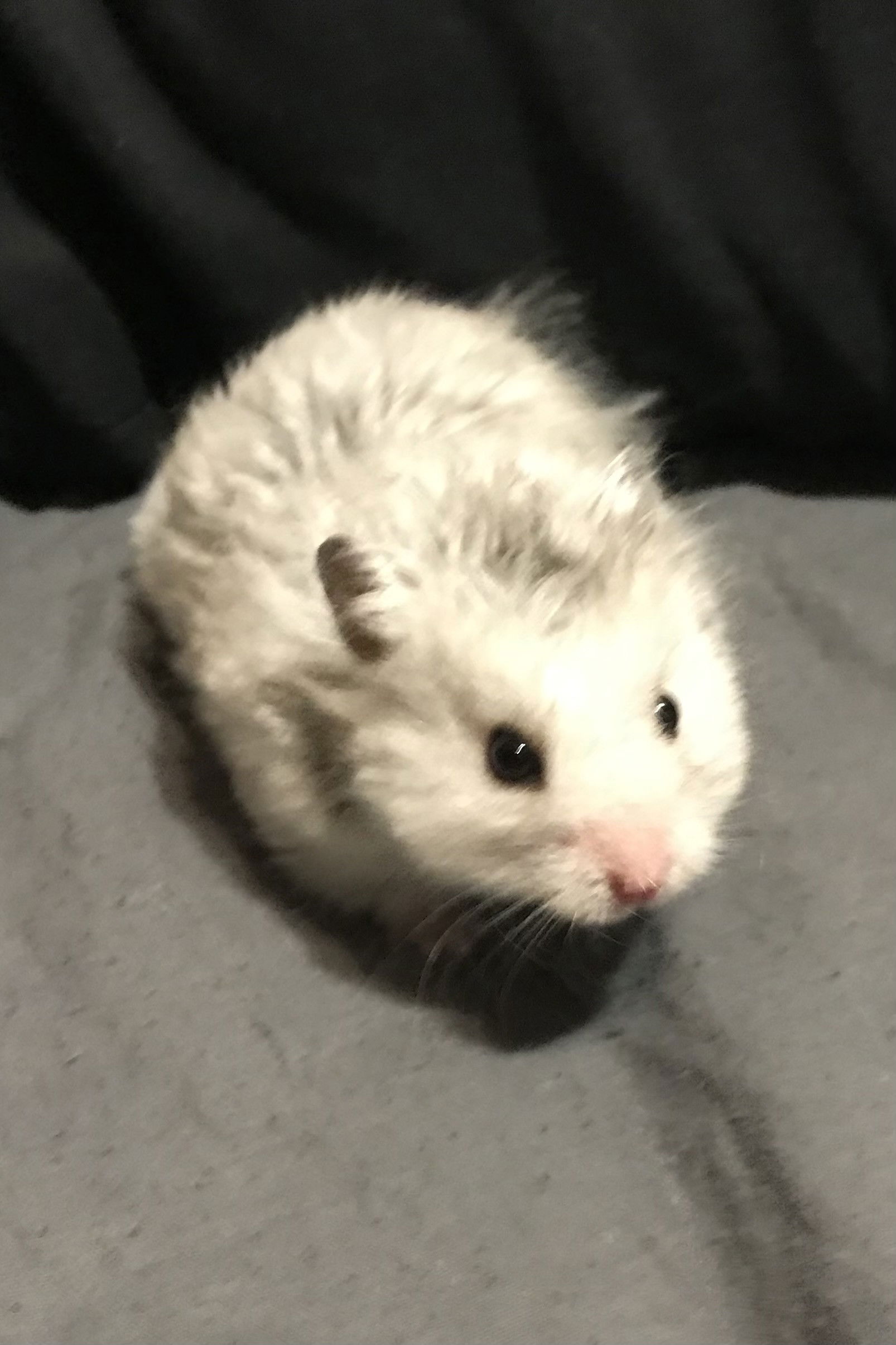 et billede af Sirius the Grey