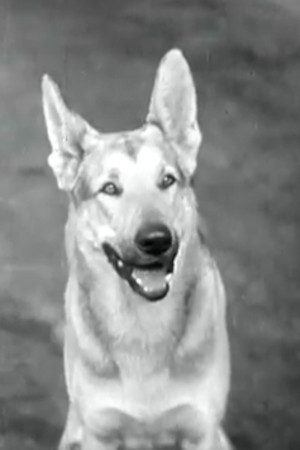 et billede af Tarzan