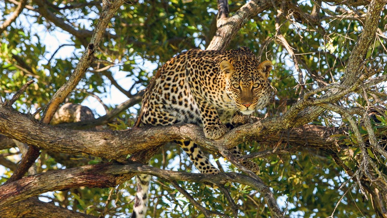 The Leopardess (2020)
