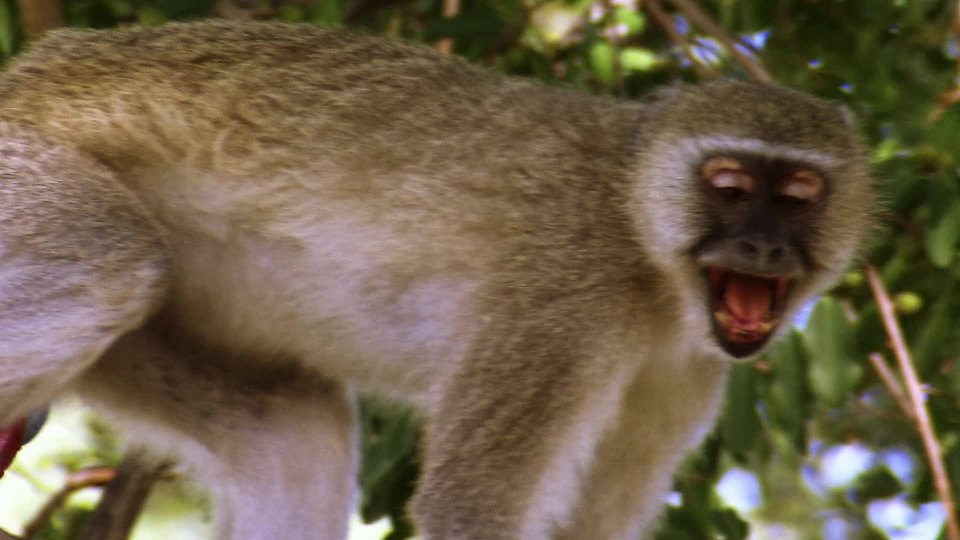 Africa's Deadliest