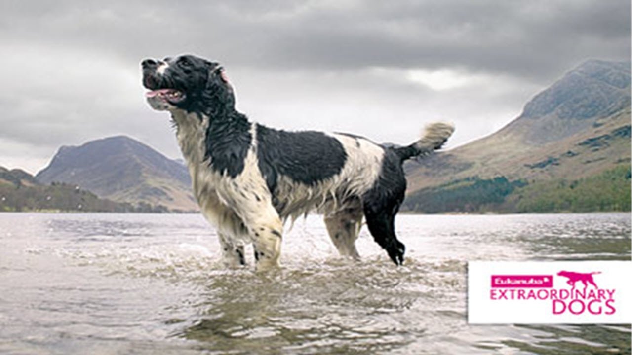 Perros Extraordinarios