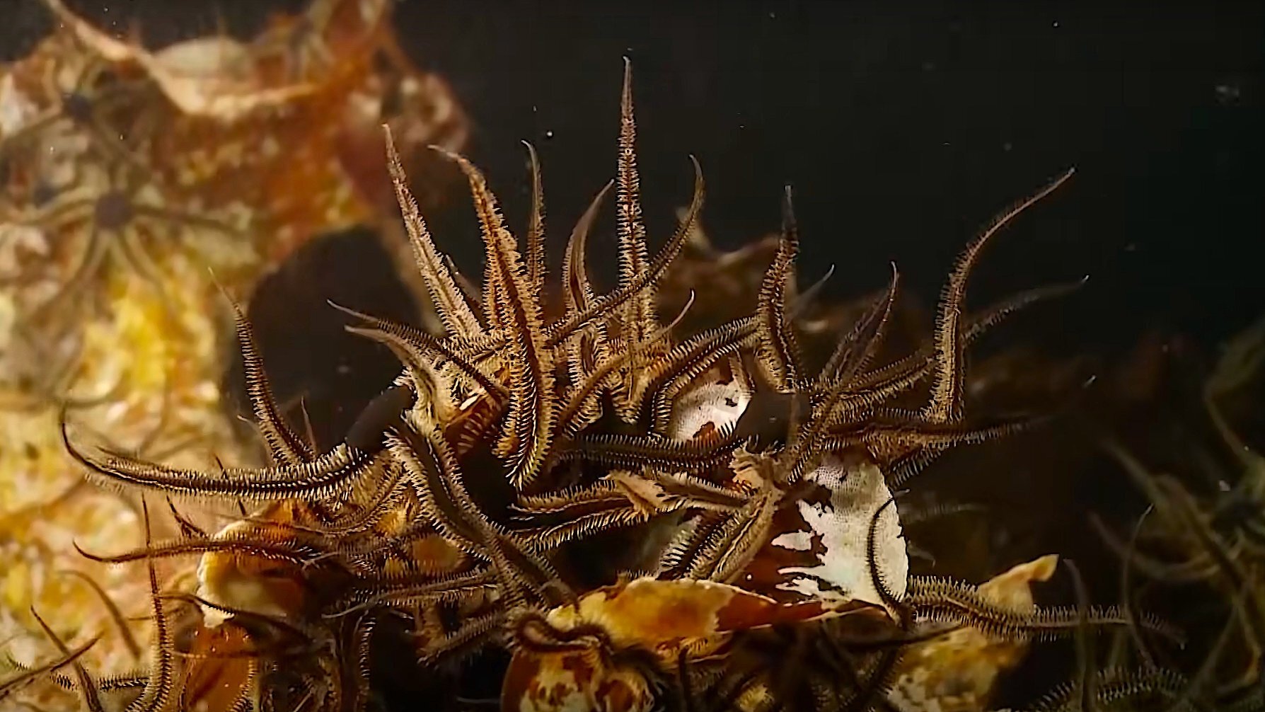 Alien Reefs (2012)