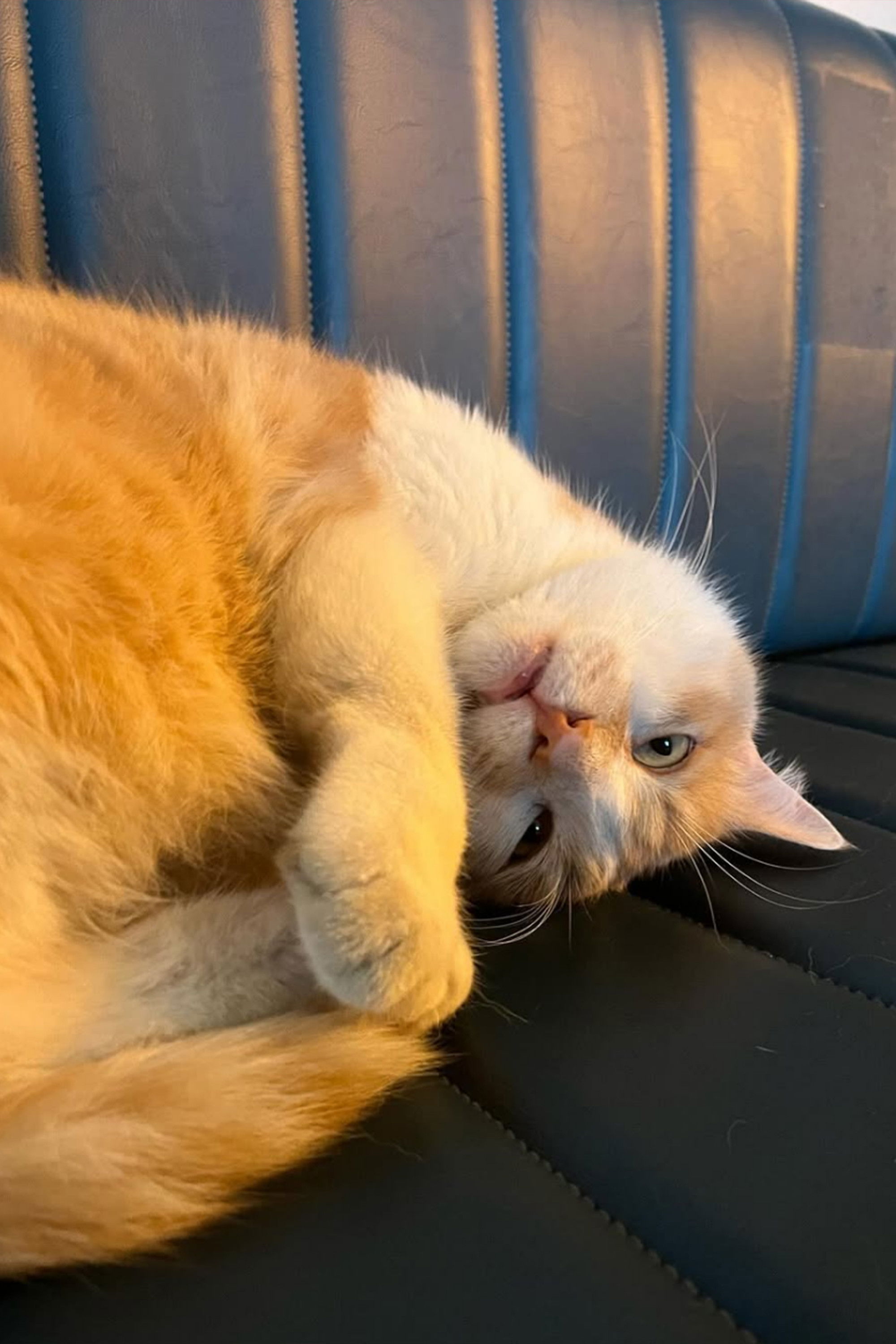 et billede af Osman The Cat