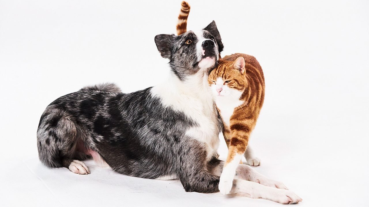 Dog Tales And Cat Tales poster