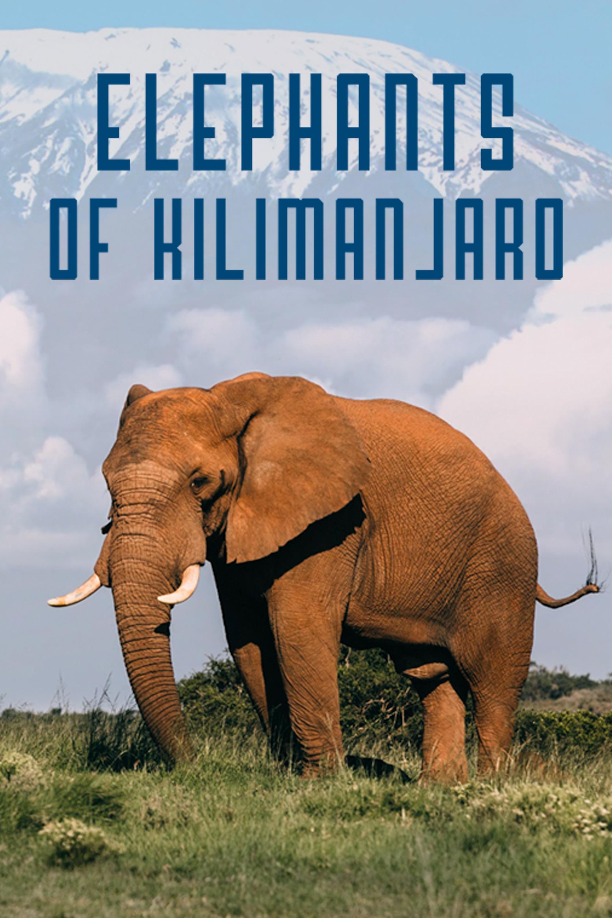 Elephants of Kilimanjaro on FREECABLE TV