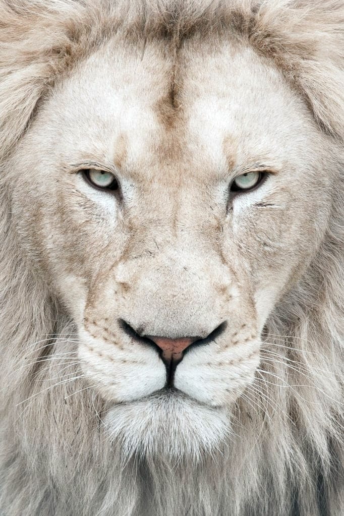 Photo de Thor the White Lion 541975