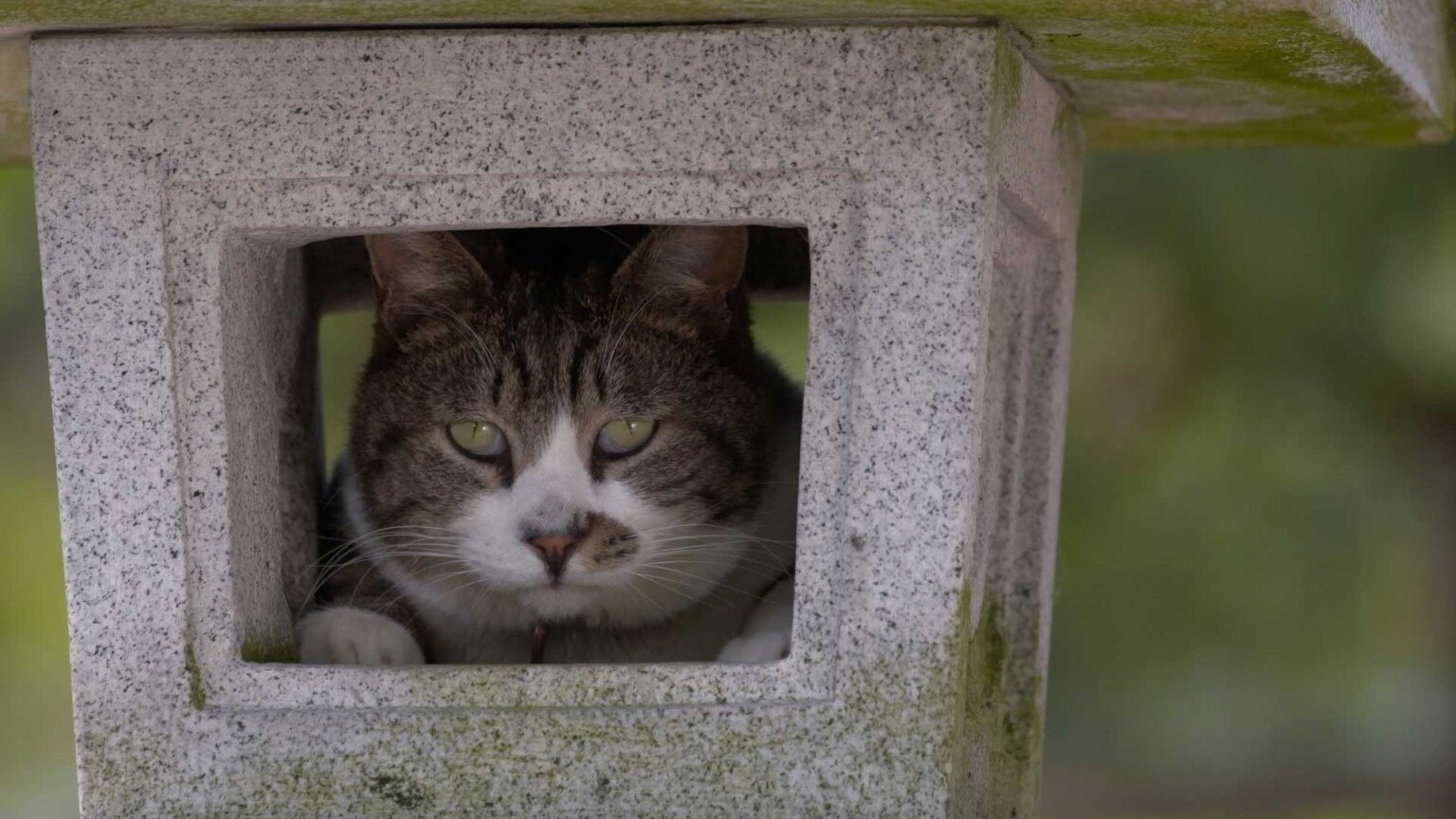 A Cat's-Eye View of Japan - Épisode 15