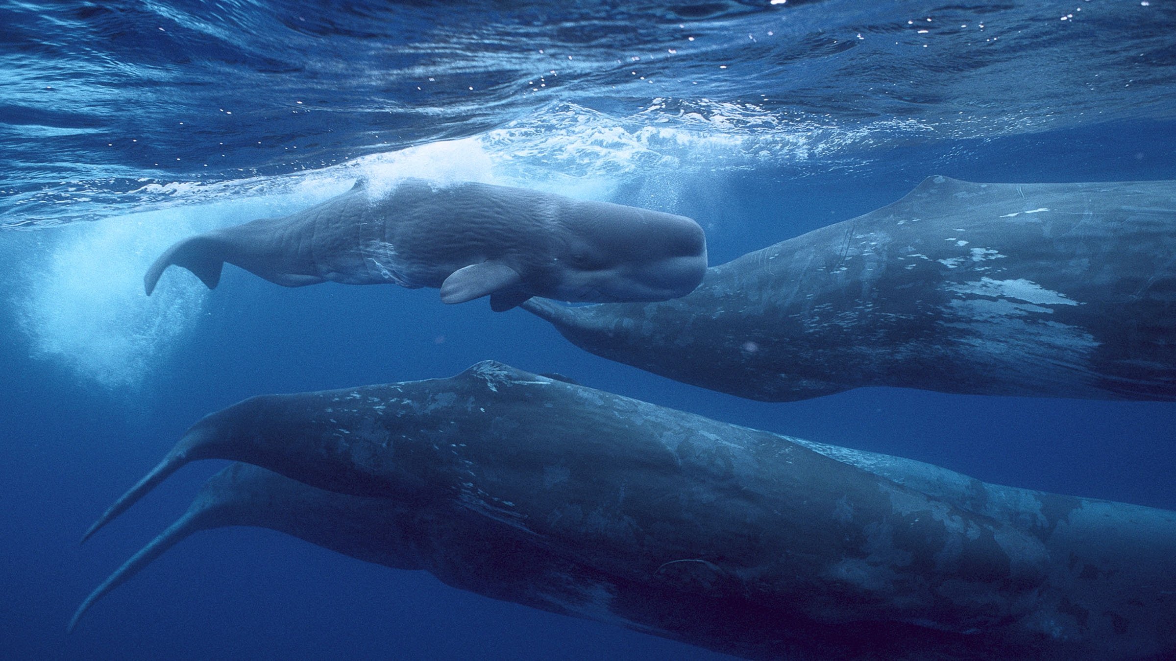 Giants of the Deep Blue