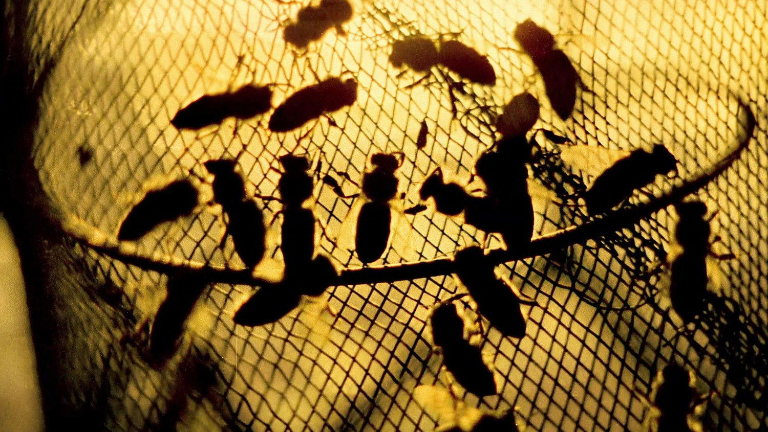 The Spirit of the Beehive