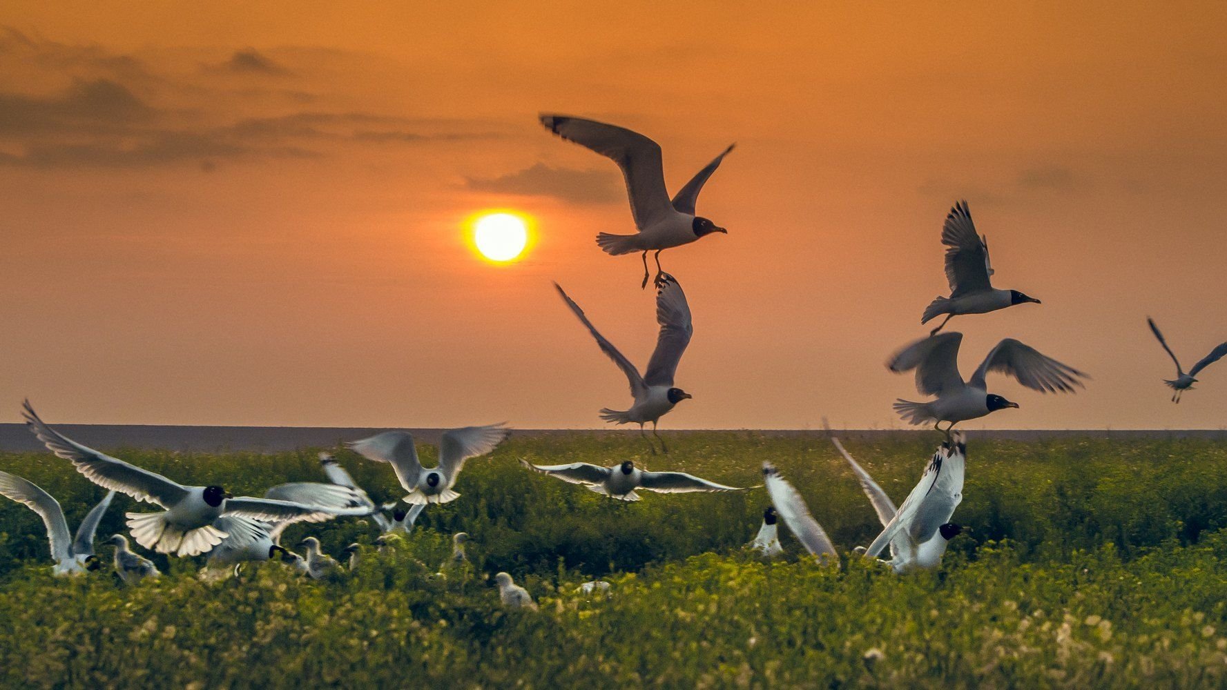 Заповідник Асканія