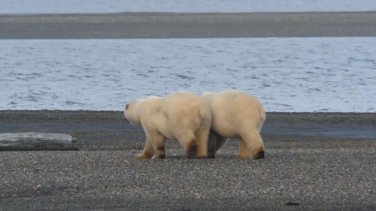 Thumbnail for Ice Bear Siege Season 1 Episode 2