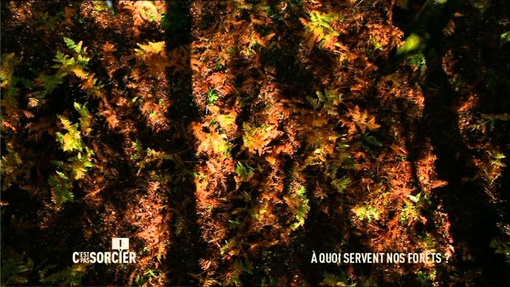 C'est pas sorcier - À quoi servent nos forêts ?