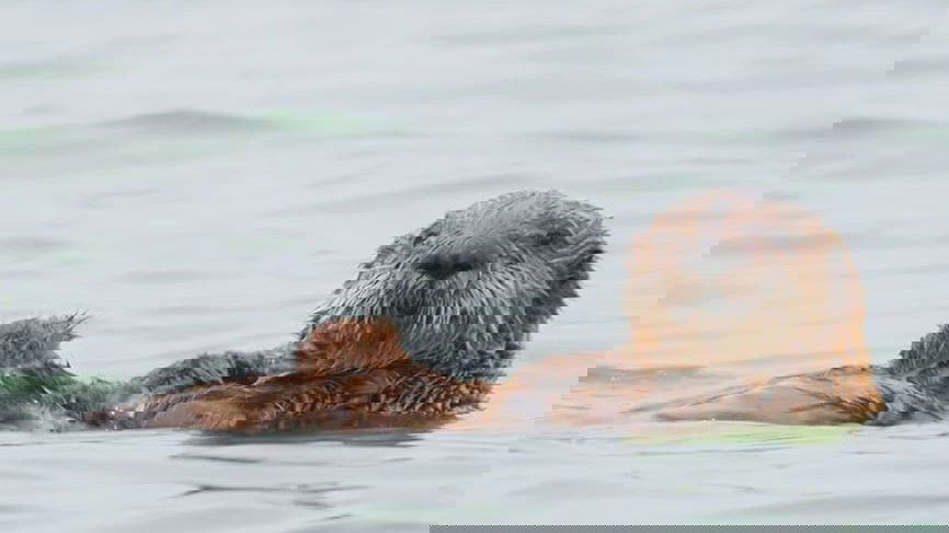 Thumbnail for Secret Life of Sea Otters Season 1 Episode 14