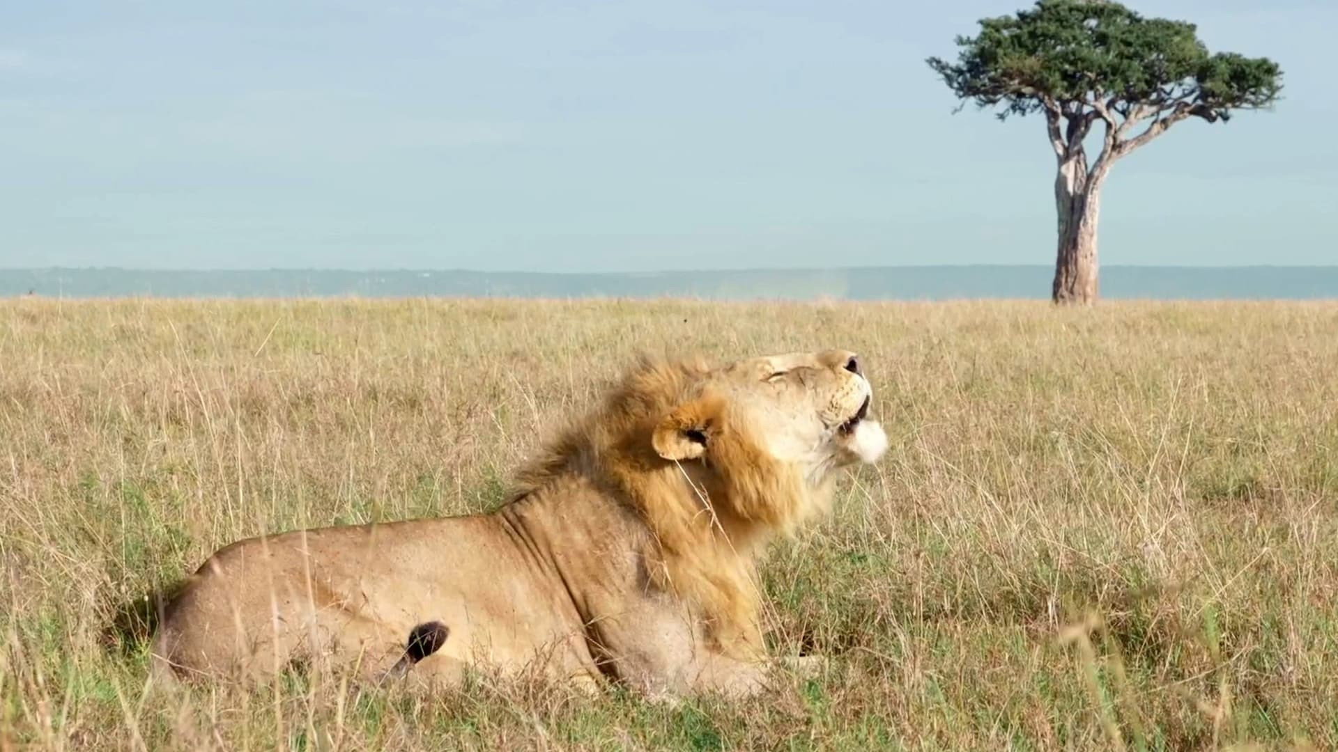 Big Cat Tales S02E01 backdrop