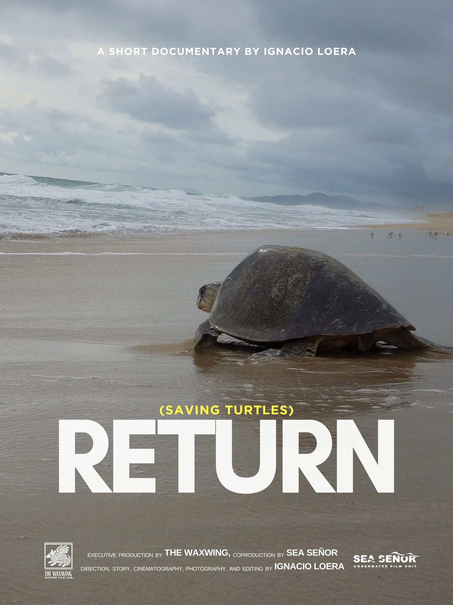 Return: Saving Turtles