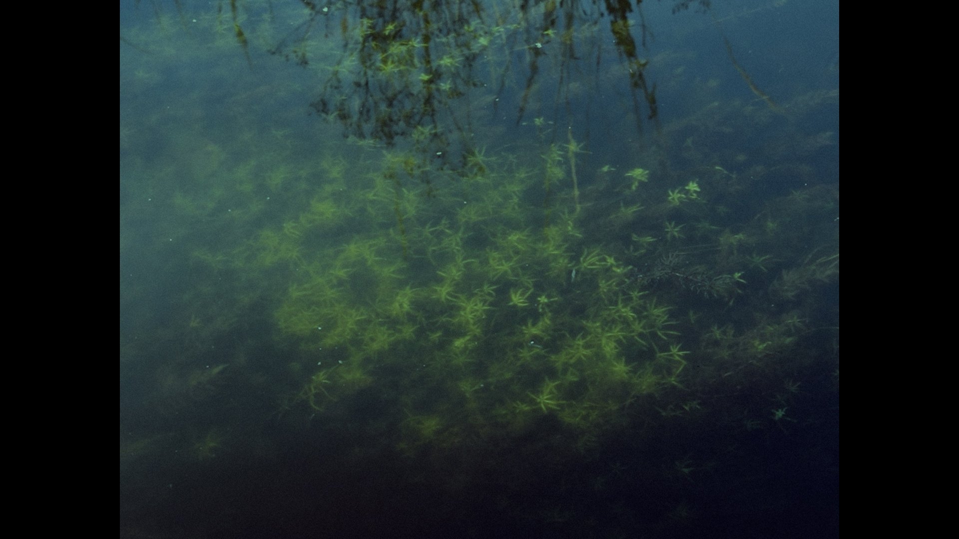 A Dream of Green (2024)