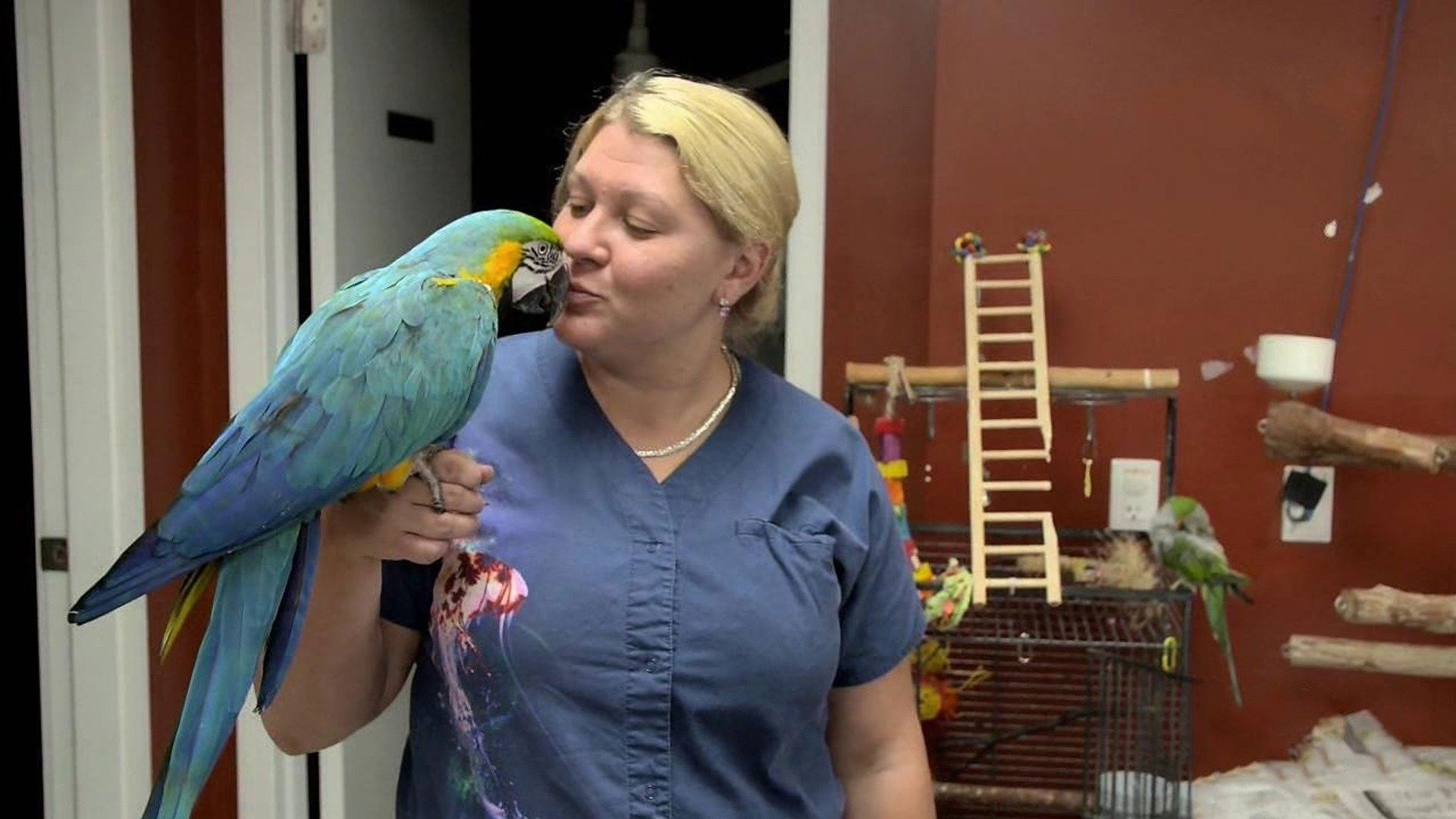 Dr. K's Exotic Animal ER S03E01 backdrop