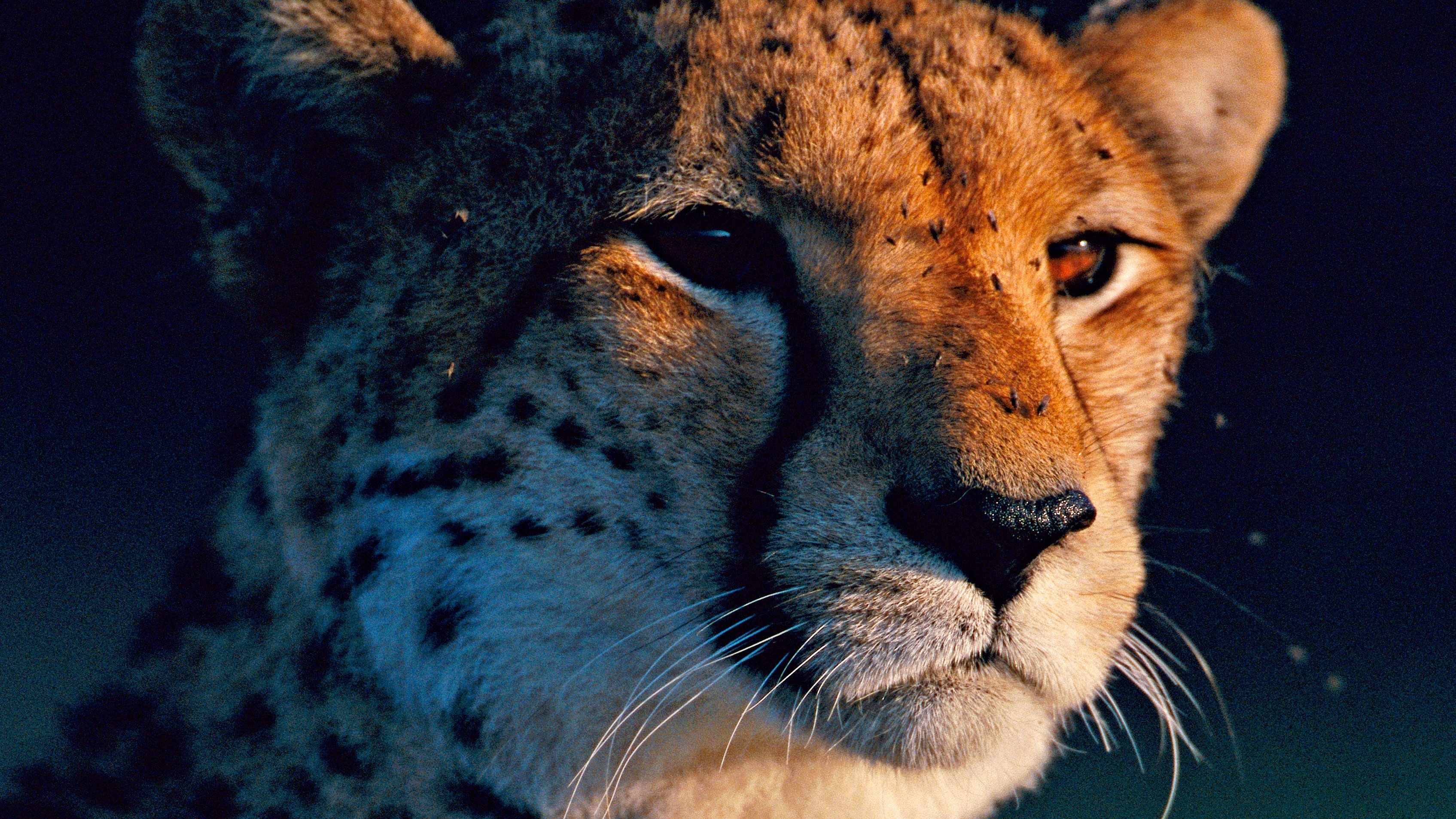 Thumbnail for Cheetah Season 1 Episode 2