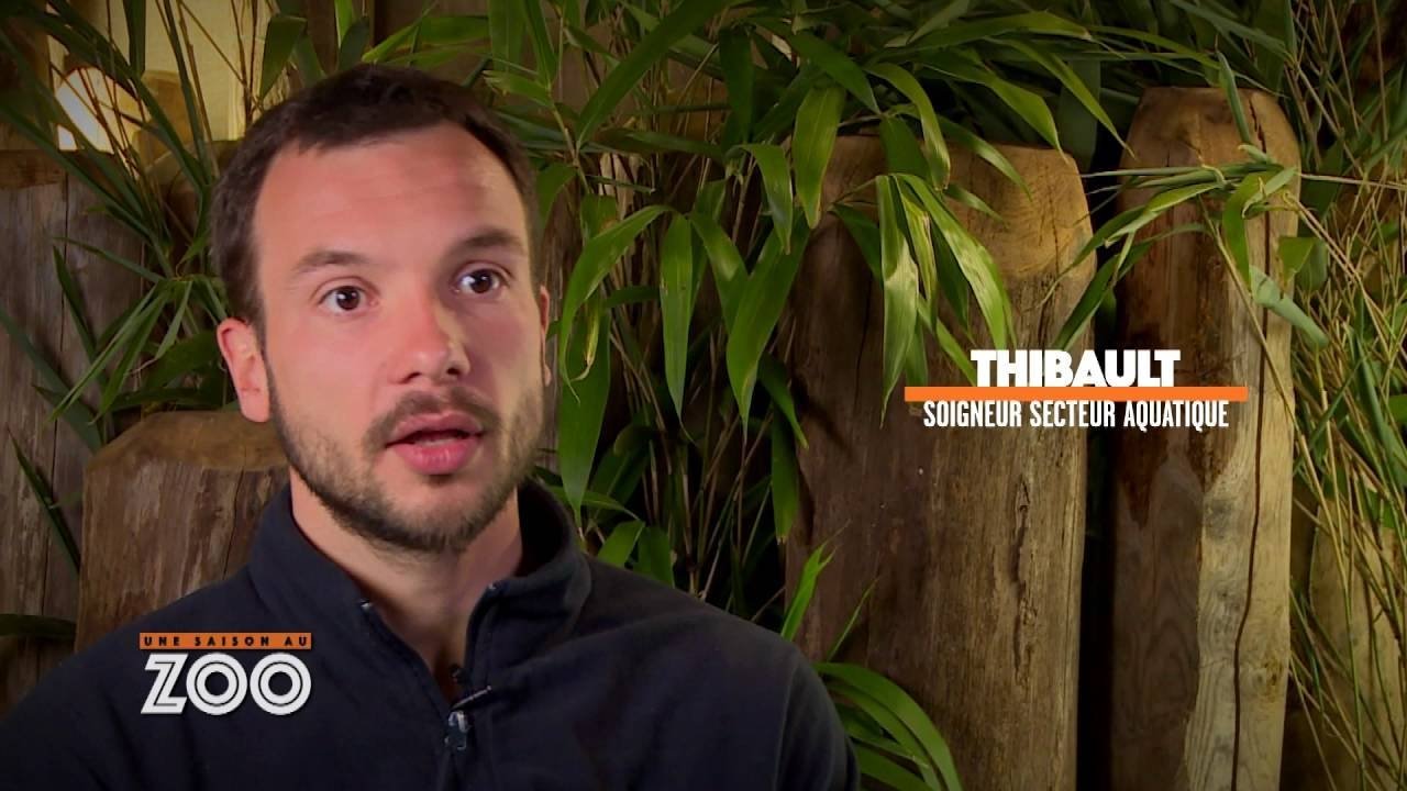 Une saison au zoo - Le perroquet récalcitrant